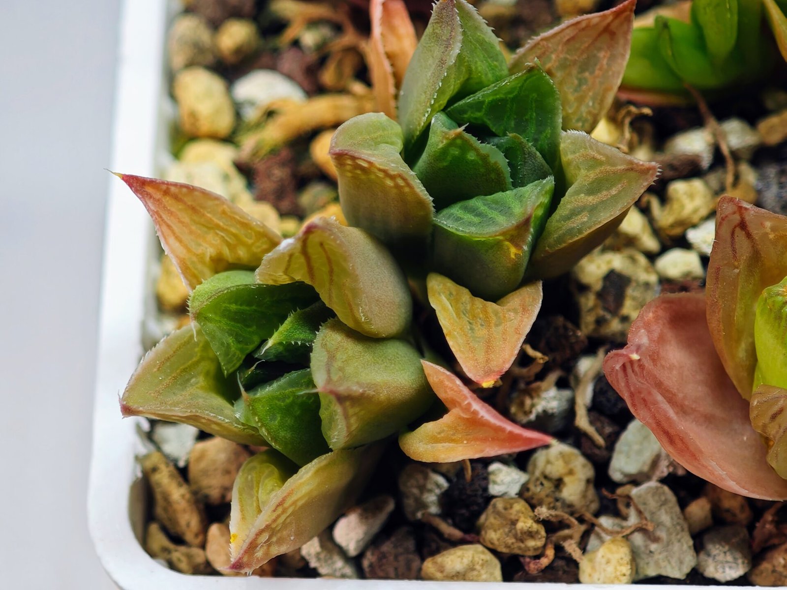 Haworthia Seedling MS071 Tzzizunami x Cuspidata - 8