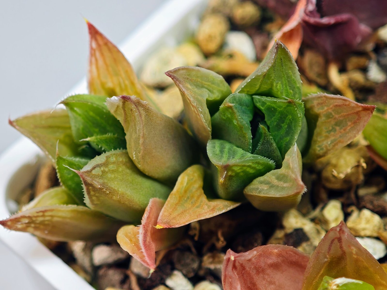 Haworthia Seedling MS071 Tzzizunami x Cuspidata - 9