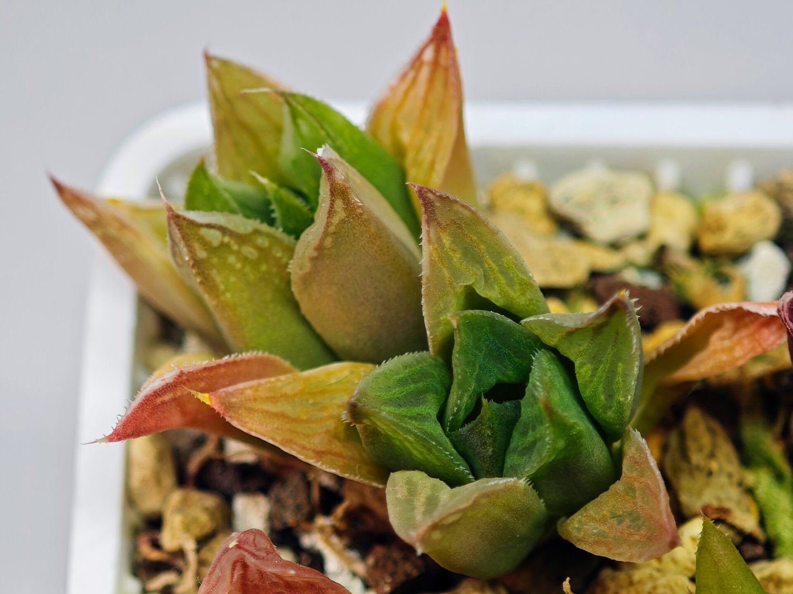 Haworthia Seedling MS071 Tzzizunami x Cuspidata - 10