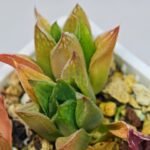 Haworthia Seedling MS071 Tzzizunami x Cuspidata - 11