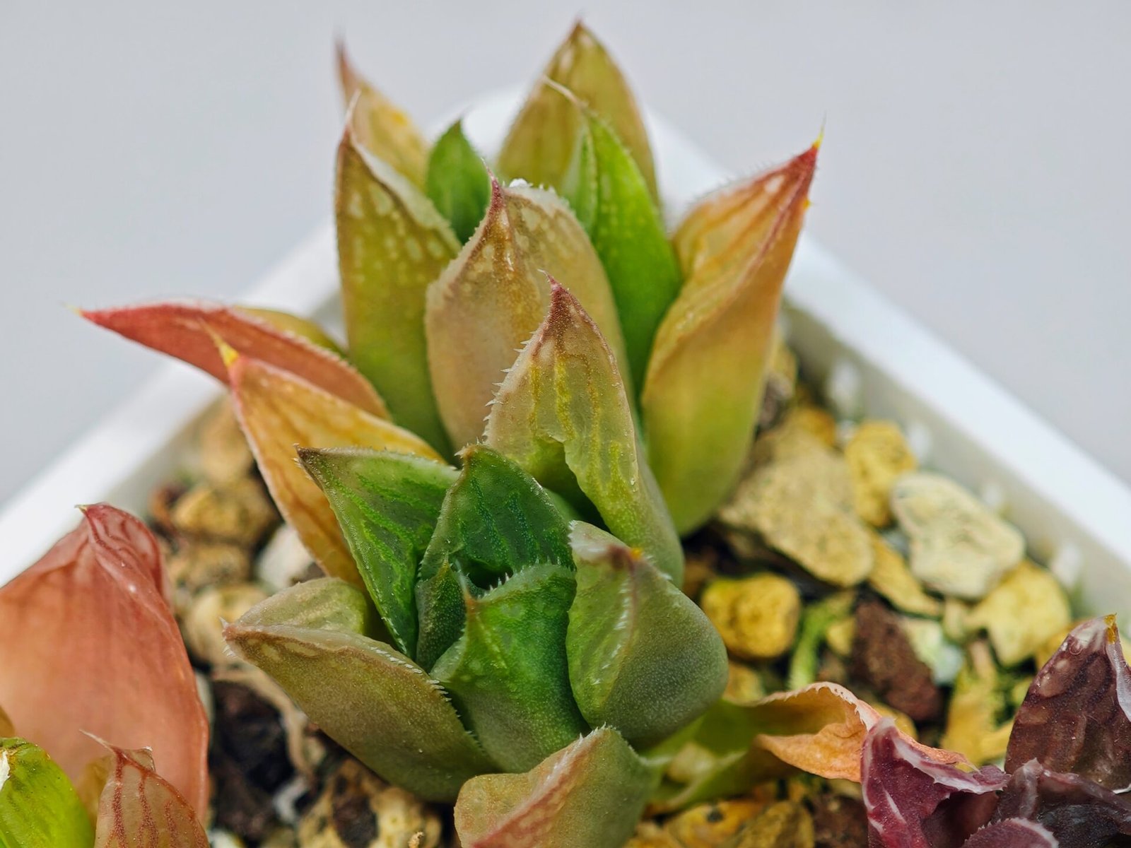Haworthia Seedling MS071 Tzzizunami x Cuspidata - 11
