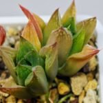 Haworthia Seedling MS071 Tzzizunami x Cuspidata - 12