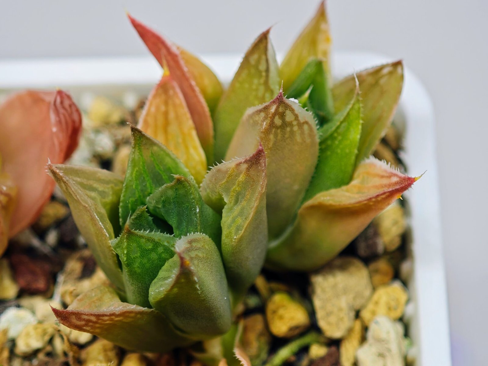 Haworthia Seedling MS071 Tzzizunami x Cuspidata - 12