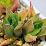 Haworthia Seedling MS071 Tzzizunami x Cuspidata - 13