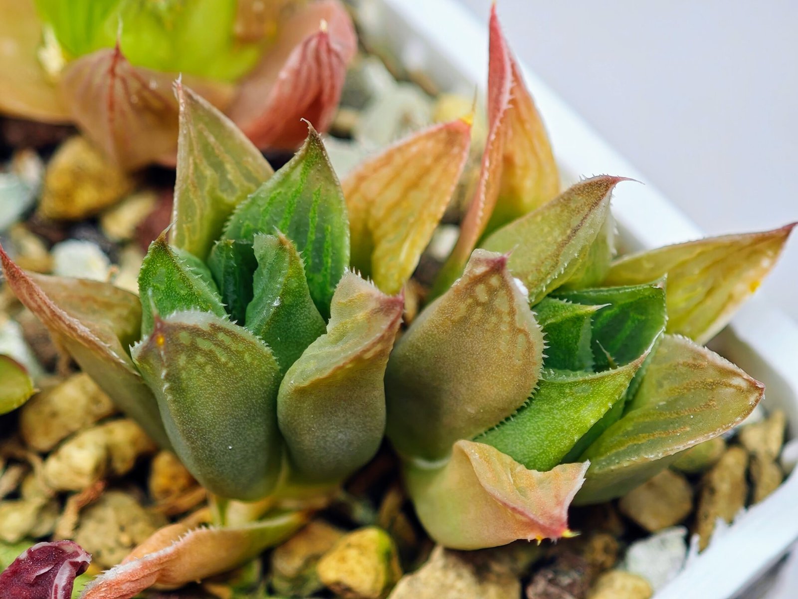 Haworthia Seedling MS071 Tzzizunami x Cuspidata - 13