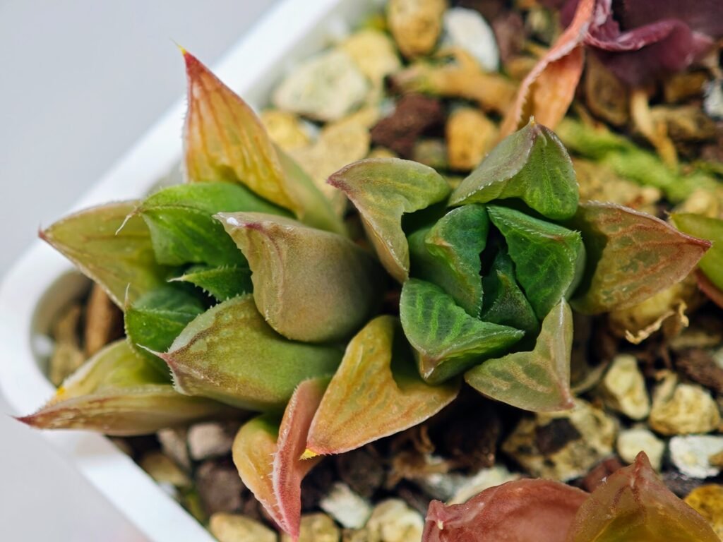 Haworthia Seedling MS071 Tzzizunami x Cuspidata - 14
