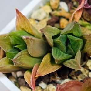 Haworthia Seedling MS071 Tzzizunami x Cuspidata - 14