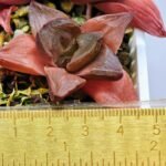 Haworthia Seedling Syoki x Cymbiformis MS065 - 7