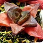 Haworthia Seedling Syoki x Cymbiformis MS065 - 8
