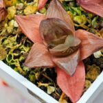 Haworthia Seedling Syoki x Cymbiformis MS065 - 9