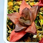 Haworthia Seedling Syoki x Cymbiformis MS065 - 10