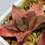 Haworthia Seedling Syoki x Cymbiformis MS065 - 11