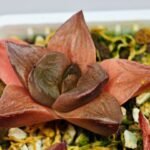 Haworthia Seedling Syoki x Cymbiformis MS065 - 12