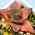Haworthia Seedling Syoki x Cymbiformis MS065 - 13