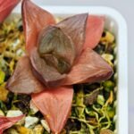 Haworthia Seedling Syoki x Cymbiformis MS065 - 14