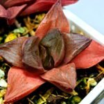 Haworthia Seedling Syoki x Cymbiformis MS065 - 15