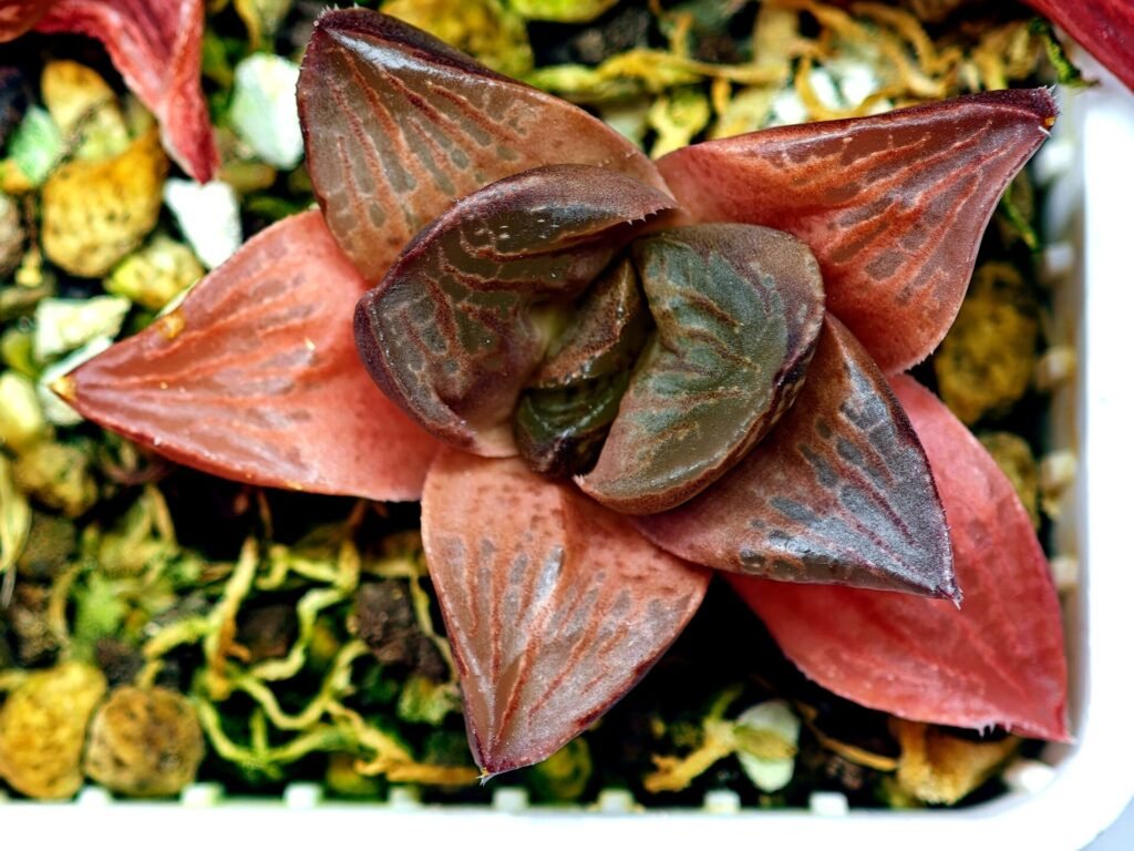 Haworthia Seedling Syoki x Cymbiformis MS065 - 16