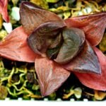 Haworthia Seedling Syoki x Cymbiformis MS065 - 16
