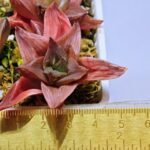 Haworthia Seedling Syoki x Cymbiformis MS067 - 5