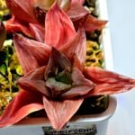 Haworthia Seedling Syoki x Cymbiformis MS067 - 6