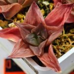 Haworthia Seedling Syoki x Cymbiformis MS067 - 7