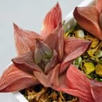 Haworthia Seedling Syoki x Cymbiformis MS067 - 9