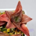 Haworthia Seedling Syoki x Cymbiformis MS067 - 12