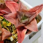 Haworthia Seedling Syoki x Cymbiformis MS067 - 13
