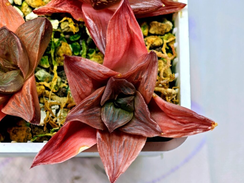 Haworthia Seedling Syoki x Cymbiformis MS067 - 14
