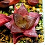 Haworthia Seedling Syoki x Cymbiformis MS068 - 1