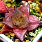 Haworthia Seedling Syoki x Cymbiformis MS068 - 2