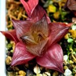 Haworthia Seedling Syoki x Cymbiformis MS068 - 3