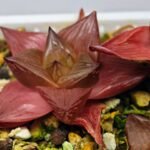 Haworthia Seedling Syoki x Cymbiformis MS068 - 5
