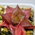 Haworthia Seedling Syoki x Cymbiformis MS068 - 7