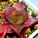 Haworthia Seedling Syoki x Cymbiformis MS068 - 8