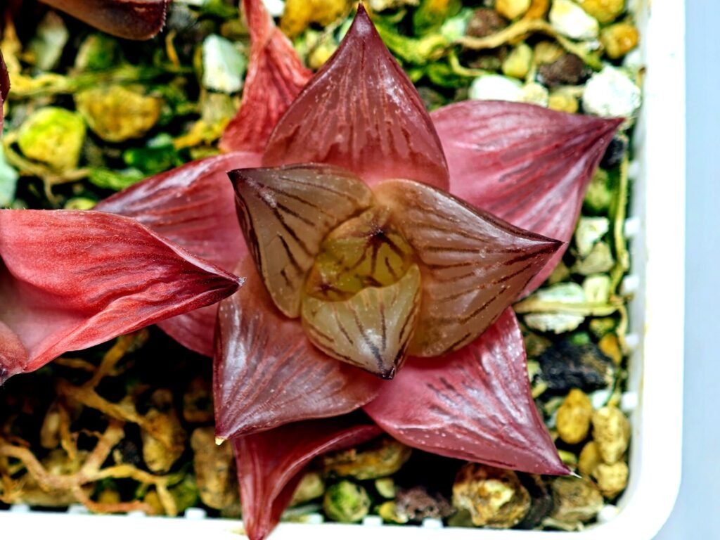Haworthia Seedling Syoki x Cymbiformis MS068 - 9