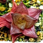 Haworthia Seedling Syoki x Cymbiformis MS068 - 9