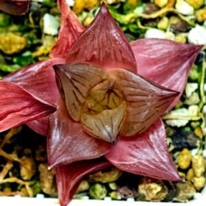 Haworthia Seedling Syoki x Cymbiformis MS068 - 9