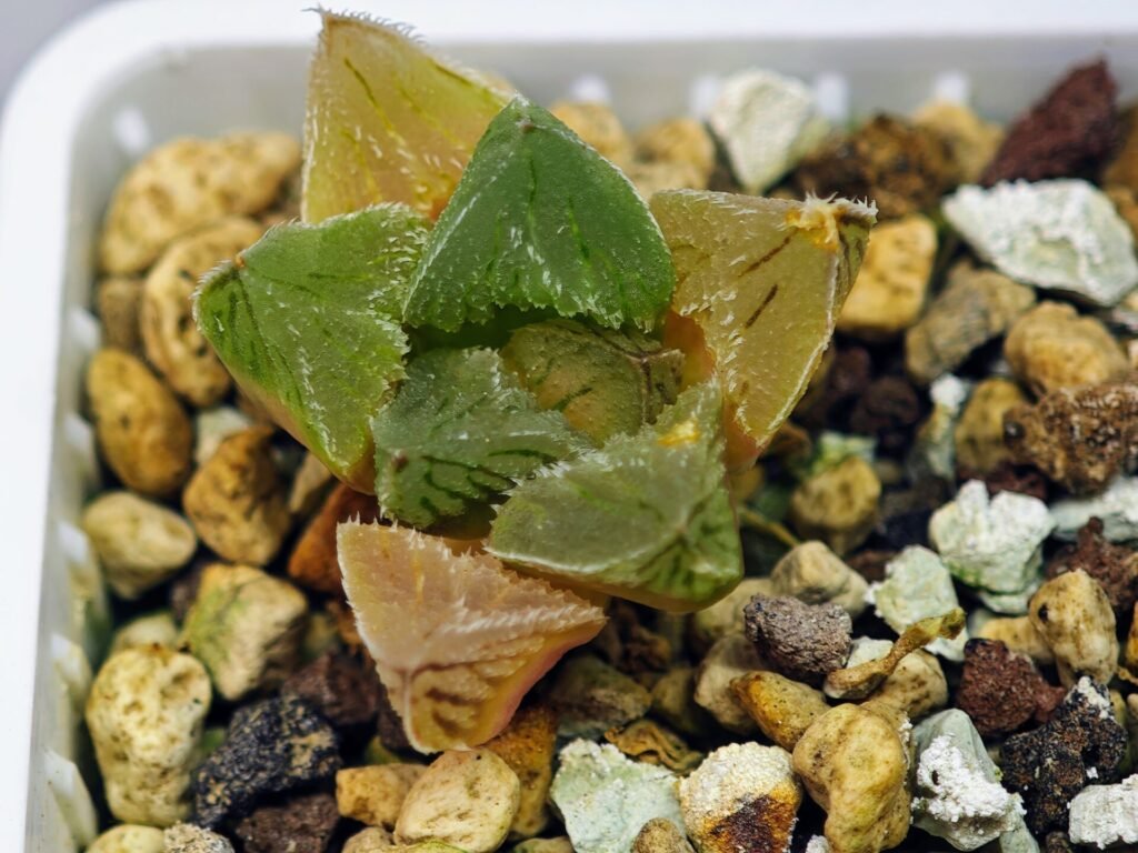 Haworthia Seedling Betsu Yamada x Paradise Flower MS063 - 6