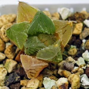 Haworthia Seedling Betsu Yamada x Paradise Flower MS063 - 6