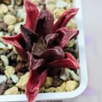 Haworthia Seedling MS 056 Niji-No-Hana x Jelly Bear - 1