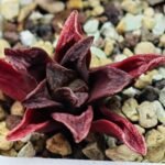 Haworthia Seedling MS 056 Niji-No-Hana x Jelly Bear - 2