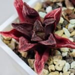 Haworthia Seedling MS 056 Niji-No-Hana x Jelly Bear - 3
