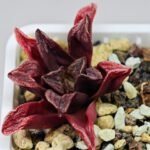 Haworthia Seedling MS 056 Niji-No-Hana x Jelly Bear - 4
