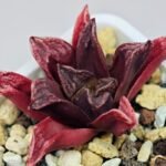 Haworthia Seedling MS 056 Niji-No-Hana x Jelly Bear - 5
