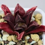 Haworthia Seedling MS 056 Niji-No-Hana x Jelly Bear - 6