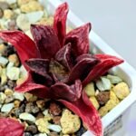 Haworthia Seedling MS 056 Niji-No-Hana x Jelly Bear - 7