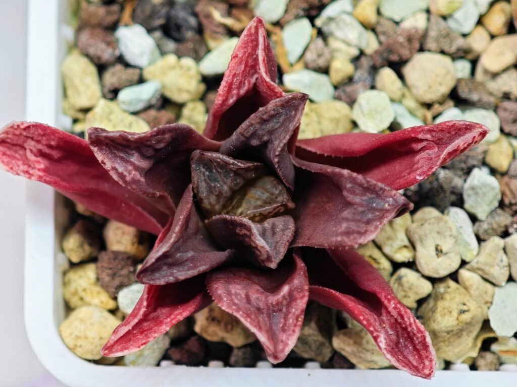 Haworthia Seedling MS 056 Niji-No-Hana x Jelly Bear - 8