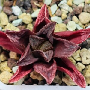 Haworthia Seedling MS 056 Niji-No-Hana x Jelly Bear - 8