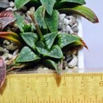 Haworthia Seedling MS 049 Parthenon B x Picta Maughanii - 2